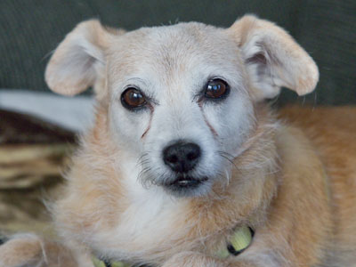 Spanky deserves a closeup.