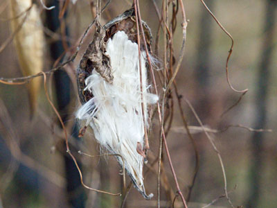 We become our greatest selves only when we open up and release what`s inside.