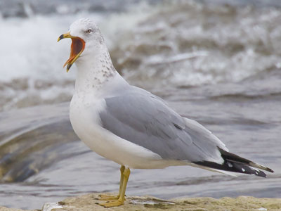 I don`t speak gull, but I don`t think this one is happy.