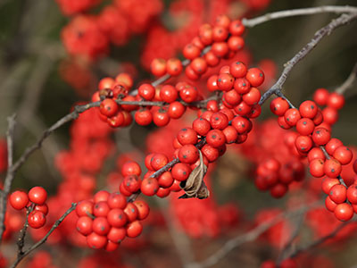 In happy homes the brown oak-bough vies with the red-gemmed holly now, and here and there, like pearls, there show the berries of the mistletoe. PAUL LAURENCE DUNBAR