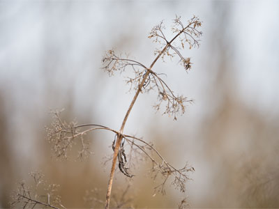 I was making ecstatic utterances in the prairie today.