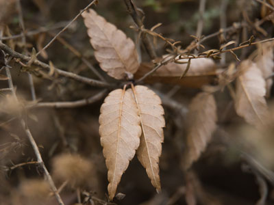 A nature photo on a busy city street.