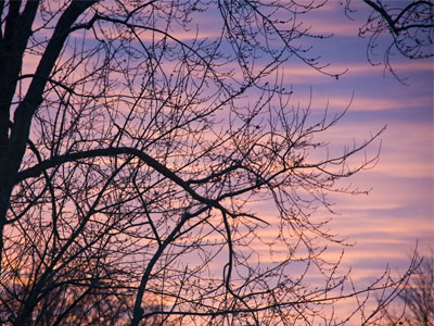 A nature photo taken through the living room window.