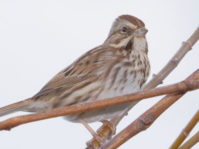 The new lens performed nicely on a dreary morning.