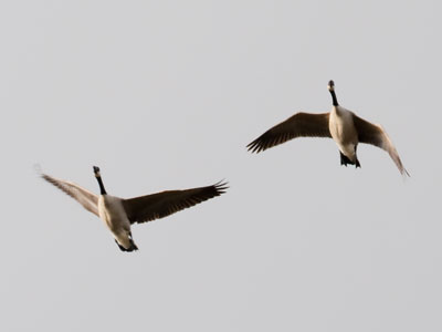 I heard them coming from a long way off.