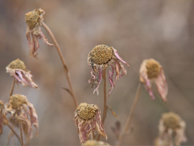 I wasn`t surprised to see dead flowers at the park.