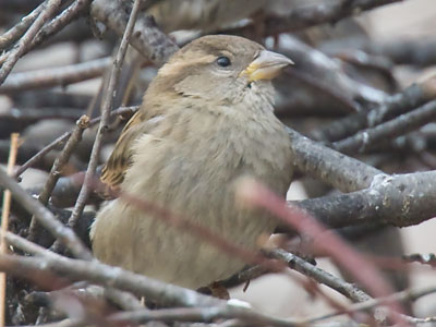 No berries, no bugs.  What are you eating?
