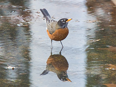 A lot of robins flew away before I got the shot I wanted.