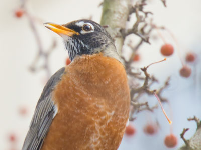 Totally different robin than earlier.