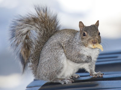 Potato chips, how my mouth just drips.  Crunch, crunch, I don