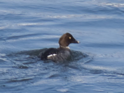 My annual sighting of a coot (see March 5, 2025).