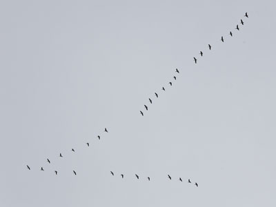 Coming or going?  Hopefully going.