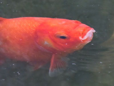 `Don`t hate me because I`m beautiful.`