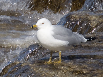 This awesome photo was taken with my [relatively] inexpensive camera and lens.