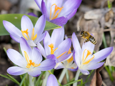 A honeybee appeared right on cue.