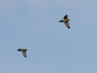 They`re thinking about starting a family.