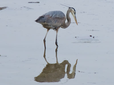 Narcissus the heron.