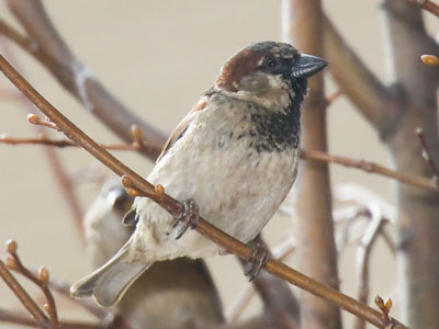 Wildlife in the middle of the city.