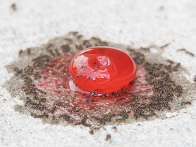 A metaphor for our society on the sidewalk:  they`re driven to consume, consume, consume, and it kills them.