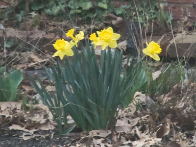 Abloom in a neighbor`s yard.