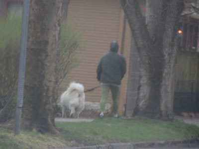 Some people don`t clean up after their dog.