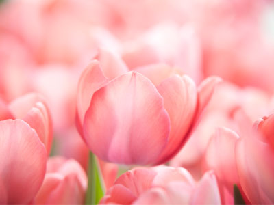 Disclosure:  today`s flower photos were taken indoors.