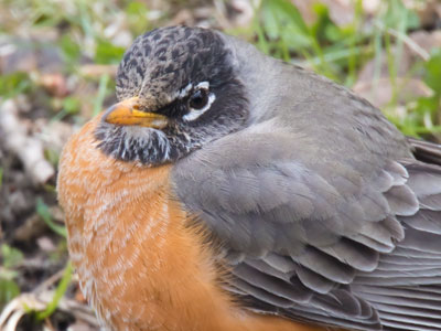 For a robin, March means migration and mating.