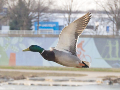 March is peak mating season for mallards.
