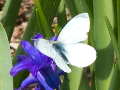 My first butterfly photo of the year is a highly anticipated annual ritual (see April 24, 2025).