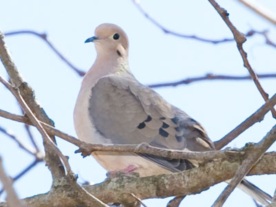 In March, a male mourning dove will establish territory with its cooing sound.  Females start to build nests.