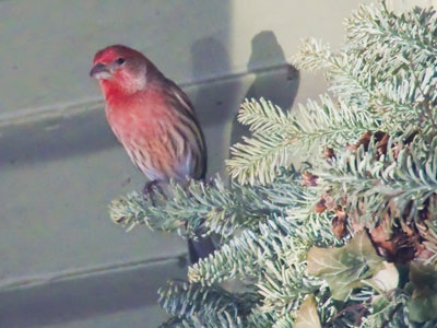 Dear house finch, please don`t build a nest in the three-month-old Christmas wreath on my front porch.