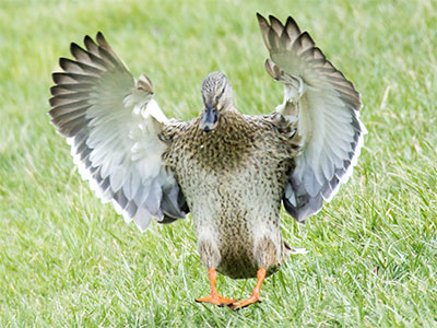 Remember the hood design of the Pontiac Trans Am?