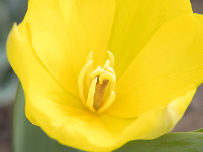 Today`s tulip photo was not taken indoors (see March 14 above).
