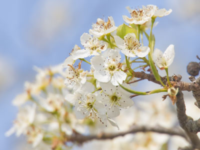 I drove by these blossoms a few times, but today I walked to work and had the chance to take pictures.