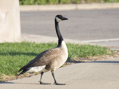 Do not approach a goose during nesting season.