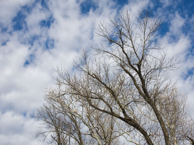 I can hear a woodpecker, but I can`t see it.