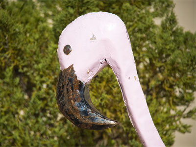 I can see a flamingo, but I can`t hear it.