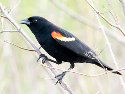 Is it Friday?  No, it`s bird day.