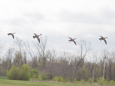 They flew right over me and, while there was no honking, I heard the buzzing of the wind through their feathers.