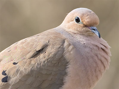 I heard a little kid behind me say, `He`s taking a picture of that bird!`