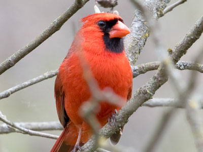 In a situation like this, the camera doesn`t know what to focus on, so I just grab the lens barrel and turn.