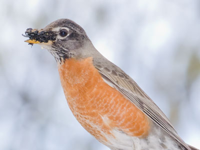 Yes, I like berries too.