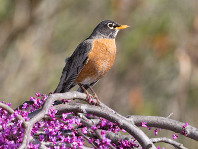 Probably not the same robin from yesterday.