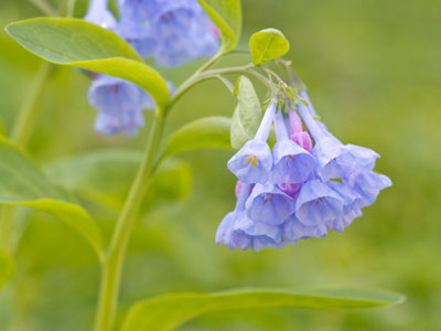 My photography workshop turned into a wildflower walk.