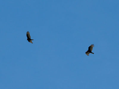 Circling over the rotting carcass of American democracy.