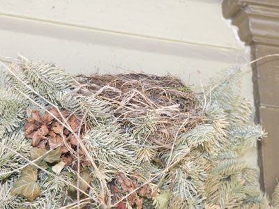 Despite my advice (see March 23, 2026) a bird built a nest in an old Christmas wreath on my front porch.