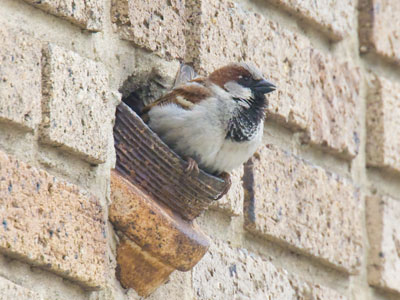 Birds make due wherever they see fit.