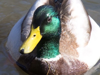 Is there such a thing as a dry duck?