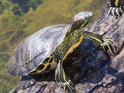 Slow and steady wins the race.