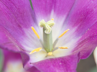 When I go outside now, the scent of spring hits me hard.